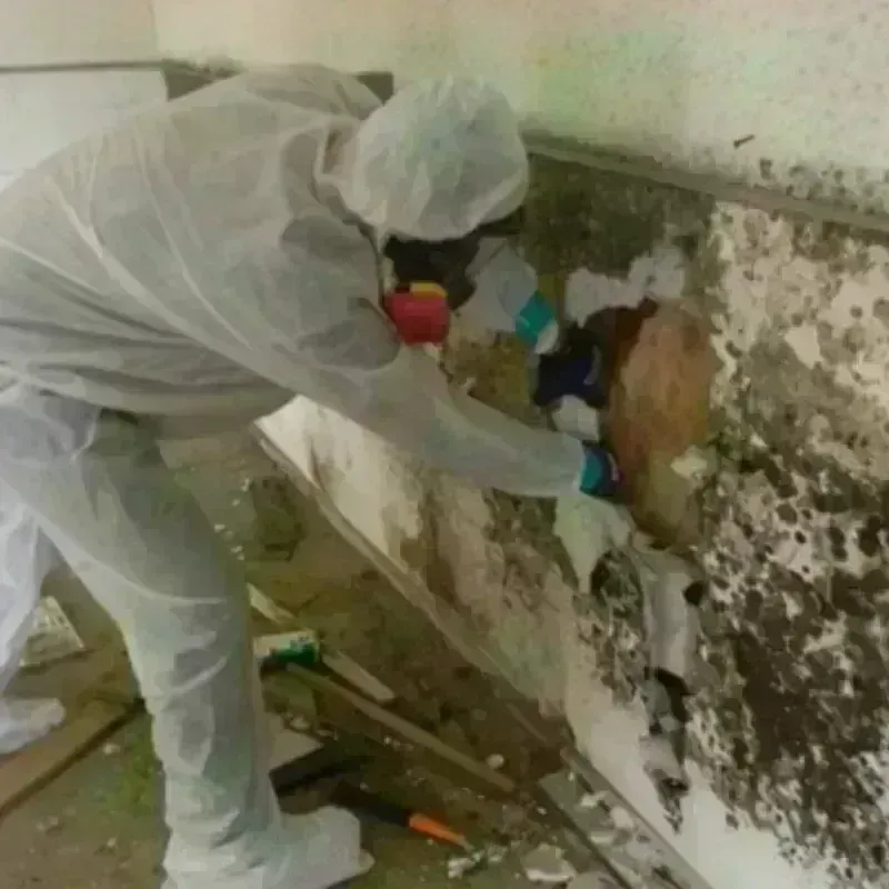 Mold Remediation and Removal in Jackson, CA